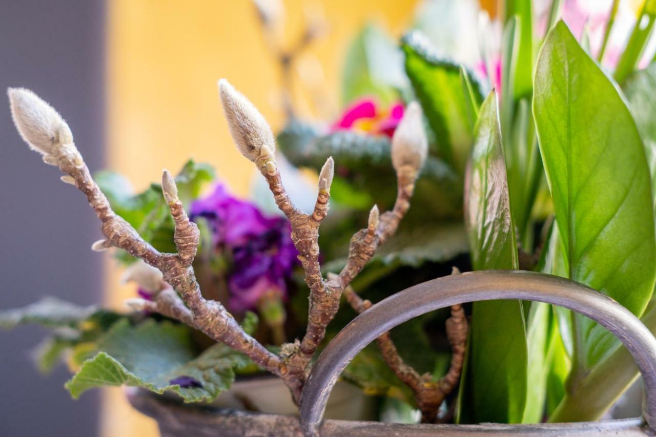 Das Mietwerk - Bed & Breakfast Lindau  Esterno foto